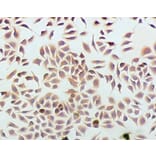 Immunohistochemistry - Podocalyxin Monoclonal Antibody from Signalway Antibody (42047) - Antibodies.com