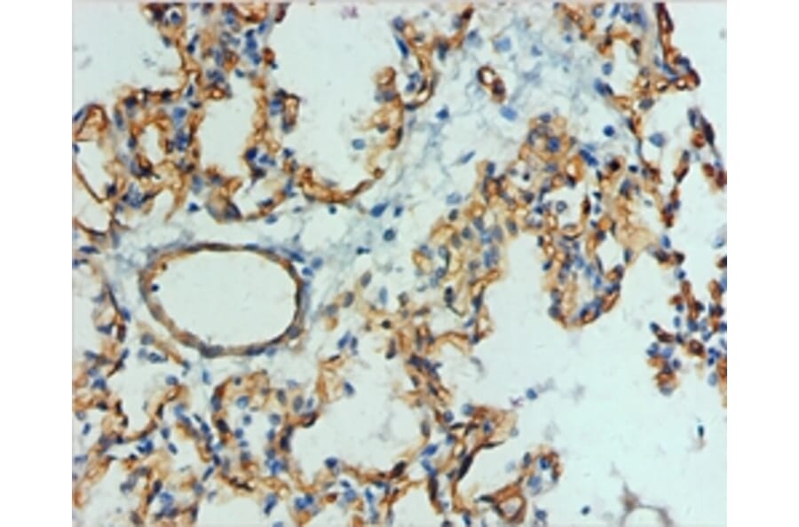 Immunohistochemistry - Podocalyxin Monoclonal Antibody from Signalway Antibody (42047) - Antibodies.com