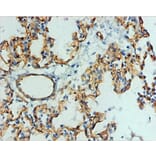 Immunohistochemistry - Podocalyxin Monoclonal Antibody from Signalway Antibody (42047) - Antibodies.com