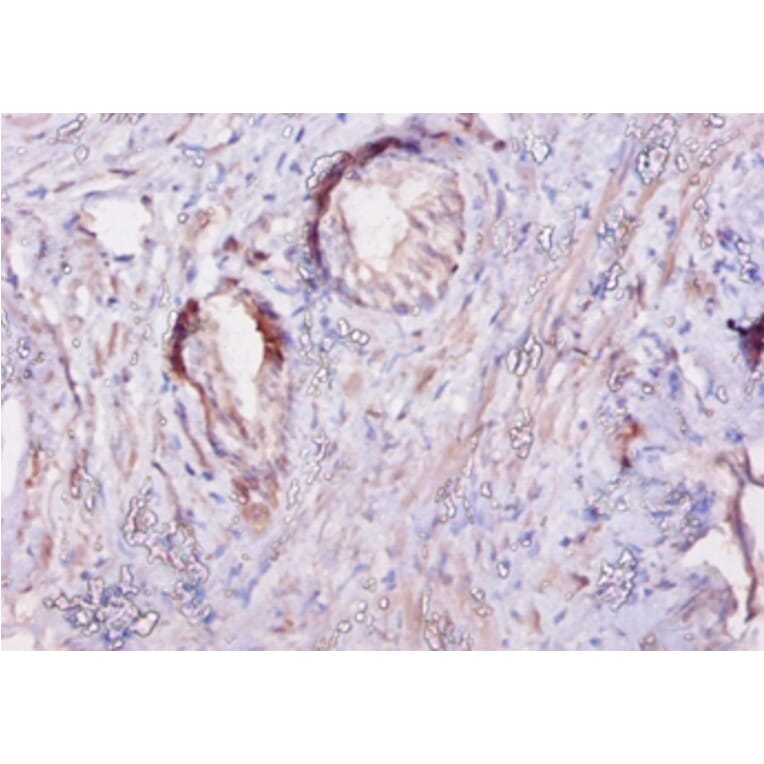 Immunohistochemistry - Calpastatin Polyclonal Antibody from Signalway Antibody (42103) - Antibodies.com