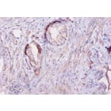 Immunohistochemistry - Calpastatin Polyclonal Antibody from Signalway Antibody (42103) - Antibodies.com