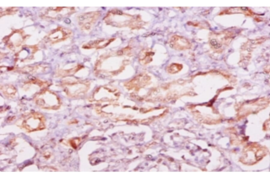 Immunohistochemistry - Calpastatin Polyclonal Antibody from Signalway Antibody (42103) - Antibodies.com