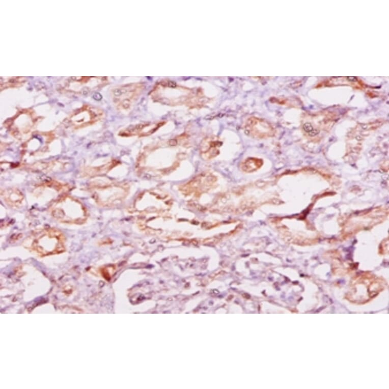 Immunohistochemistry - Calpastatin Polyclonal Antibody from Signalway Antibody (42103) - Antibodies.com