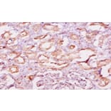 Immunohistochemistry - Calpastatin Polyclonal Antibody from Signalway Antibody (42103) - Antibodies.com