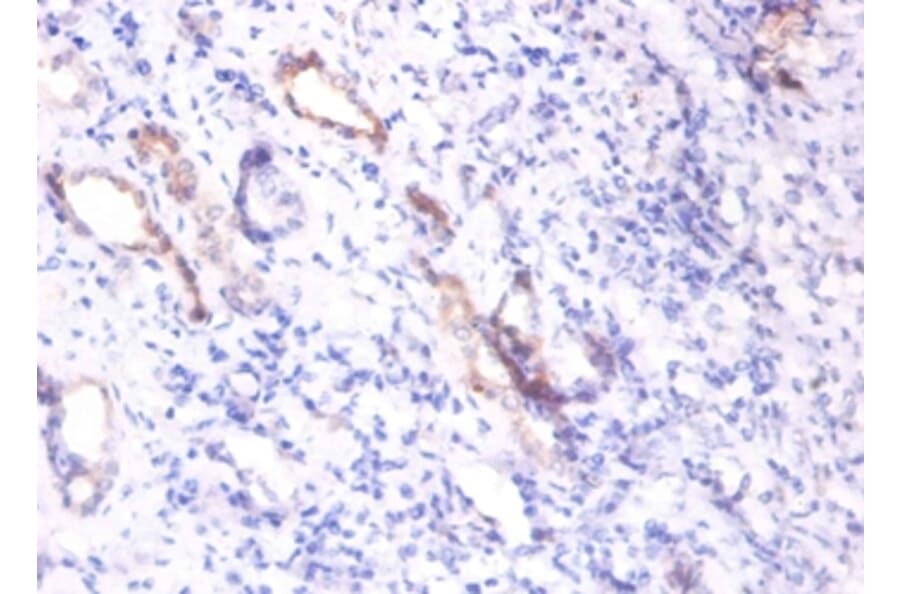 Immunohistochemistry - Osteopontin Polyclonal Antibody from Signalway Antibody (42469) - Antibodies.com