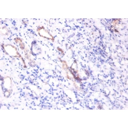 Immunohistochemistry - Osteopontin Polyclonal Antibody from Signalway Antibody (42469) - Antibodies.com