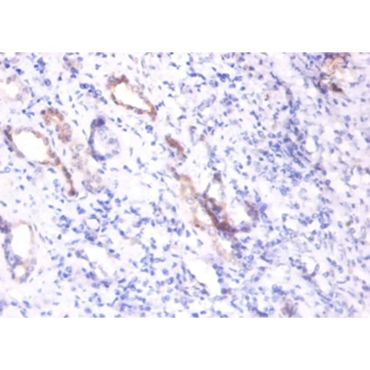 Immunohistochemistry - Osteopontin Polyclonal Antibody from Signalway Antibody (42469) - Antibodies.com