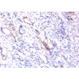 Immunohistochemistry - Osteopontin Polyclonal Antibody from Signalway Antibody (42469) - Antibodies.com