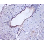 Immunohistochemistry - Cathepsin B Polyclonal Antibody from Signalway Antibody (42471) - Antibodies.com