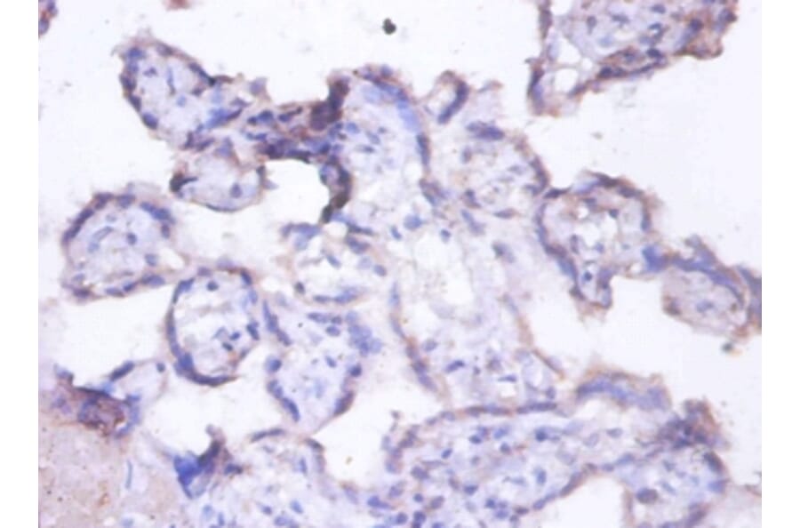 Immunohistochemistry - Lactadherin Polyclonal Antibody from Signalway Antibody (42497) - Antibodies.com