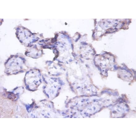 Immunohistochemistry - Lactadherin Polyclonal Antibody from Signalway Antibody (42497) - Antibodies.com