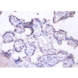 Immunohistochemistry - Lactadherin Polyclonal Antibody from Signalway Antibody (42497) - Antibodies.com