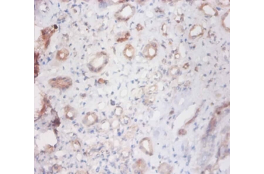 Immunohistochemistry - Cathepsin S Polyclonal Antibody from Signalway Antibody (42531) - Antibodies.com