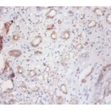 Immunohistochemistry - Cathepsin S Polyclonal Antibody from Signalway Antibody (42531) - Antibodies.com