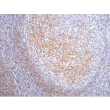 CD23 Mouse Monoclonal Antibody from Signalway Antibody (38004) - Antibodies.com