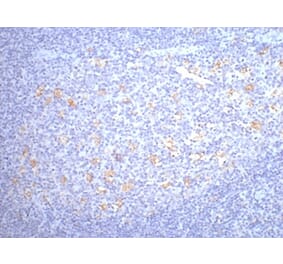CD68 Mouse Monoclonal Antibody from Signalway Antibody (38005) - Antibodies.com