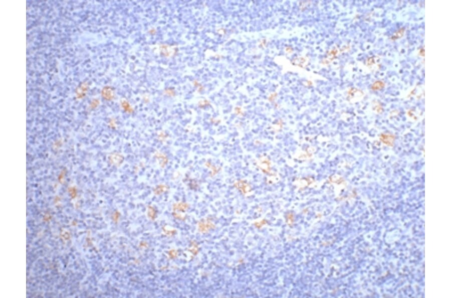 CD68 Mouse Monoclonal Antibody from Signalway Antibody (38005) - Antibodies.com