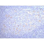 CD68 Mouse Monoclonal Antibody from Signalway Antibody (38005) - Antibodies.com