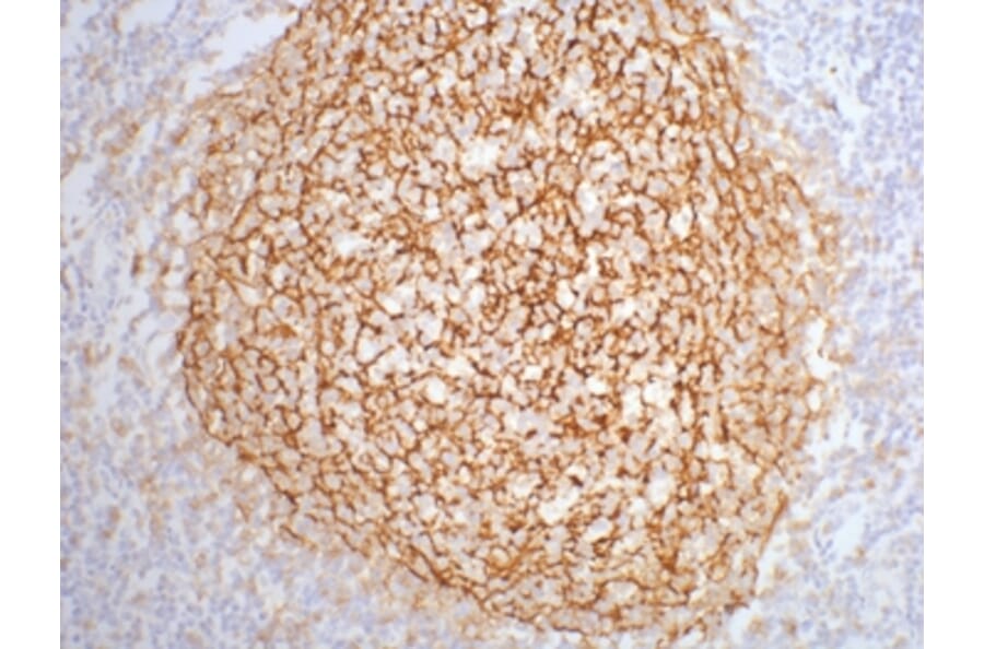CD21 Mouse Monoclonal Antibody from Signalway Antibody (38015) - Antibodies.com