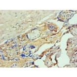 Immunohistochemistry - Hemoglobin Monoclonal Antibody from Signalway Antibody (42015) - Antibodies.com