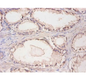 Immunohistochemistry - Cystatin C Monoclonal Antibody from Signalway Antibody (42033) - Antibodies.com
