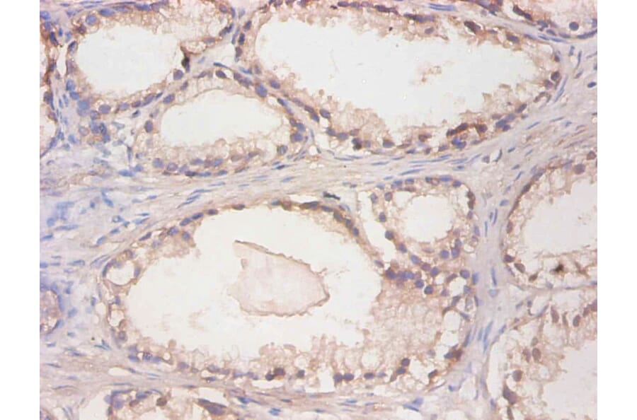 Immunohistochemistry - Cystatin C Monoclonal Antibody from Signalway Antibody (42033) - Antibodies.com