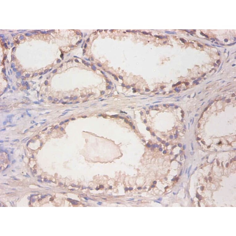 Immunohistochemistry - Cystatin C Monoclonal Antibody from Signalway Antibody (42033) - Antibodies.com