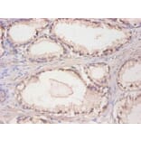 Immunohistochemistry - Cystatin C Monoclonal Antibody from Signalway Antibody (42033) - Antibodies.com