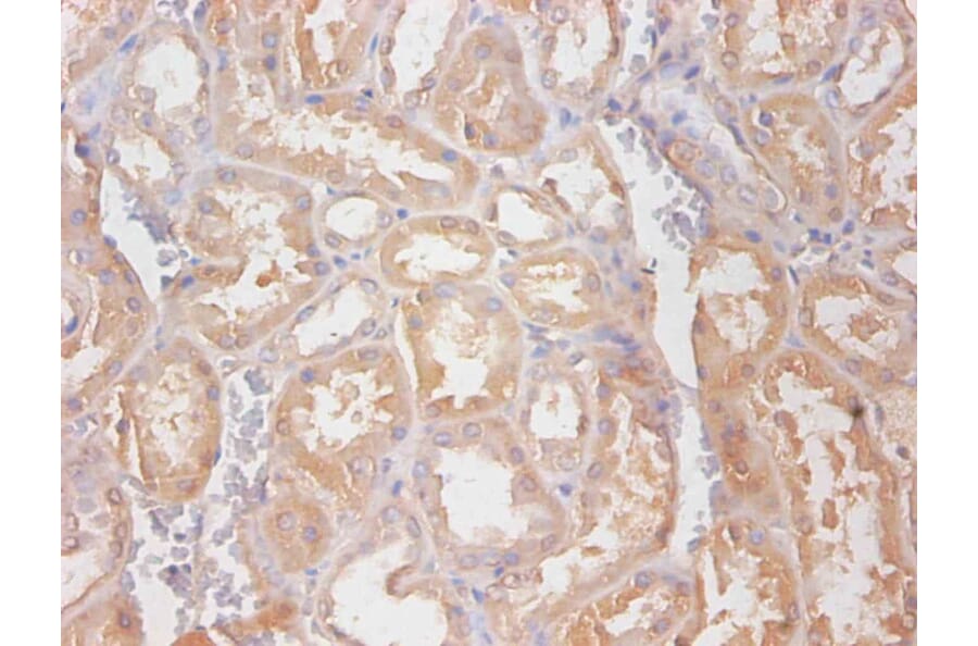Immunohistochemistry - Cystatin C Monoclonal Antibody from Signalway Antibody (42033) - Antibodies.com