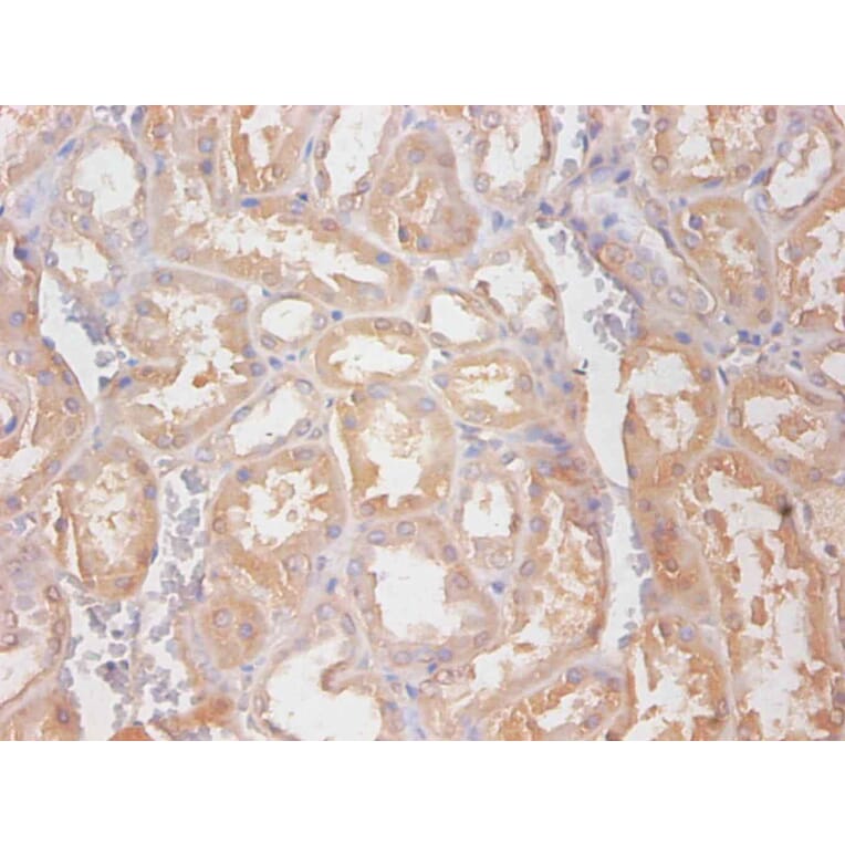 Immunohistochemistry - Cystatin C Monoclonal Antibody from Signalway Antibody (42033) - Antibodies.com