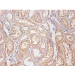 Immunohistochemistry - Cystatin C Monoclonal Antibody from Signalway Antibody (42033) - Antibodies.com
