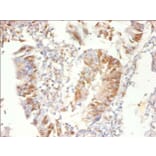 Immunohistochemistry - Proteasome activator complex subunit 3 Polyclonal Antibody from Signalway Antibody (42571)