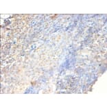 Immunohistochemistry - Proteasome activator complex subunit 3 Polyclonal Antibody from Signalway Antibody (42571)