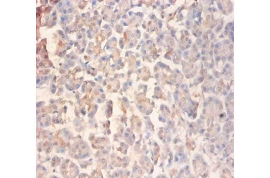 Immunohistochemistry - Glutamate receptor ionotropic, NMDA 2A Polyclonal Antibody from Signalway Antibody (42576)