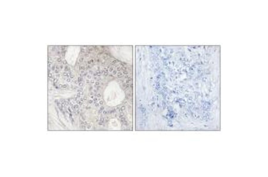 Immunohistochemistry - Cytochrome P450 1A2 Antibody from Signalway Antibody (34228) - Antibodies.com