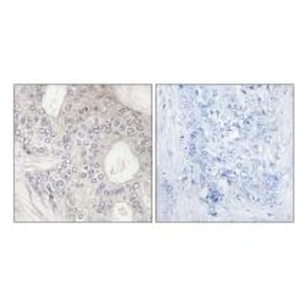 Immunohistochemistry - Cytochrome P450 1A2 Antibody from Signalway Antibody (34228) - Antibodies.com