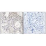 Immunohistochemistry - Cytochrome P450 1A2 Antibody from Signalway Antibody (34228) - Antibodies.com