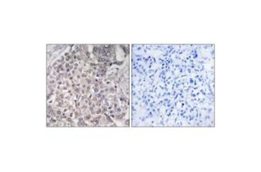 Immunohistochemistry - Cytochrome P450 4F2 Antibody from Signalway Antibody (34244) - Antibodies.com