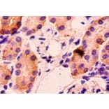 Immunohistochemistry - Hepatitis A virus cellular receptor 2 Polyclonal Antibody from Signalway Antibody (42200)