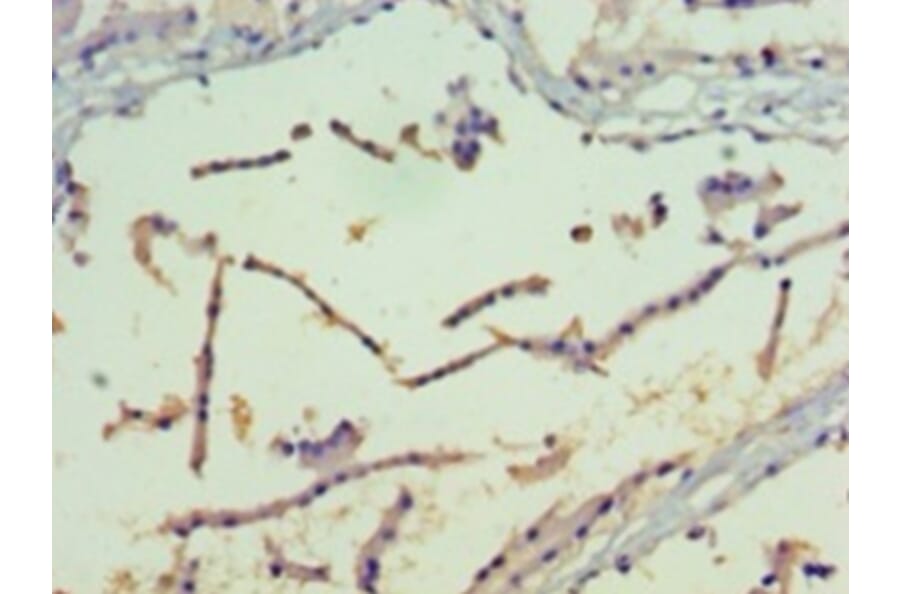 Immunohistochemistry - Serine/threonine-protein kinase PAK 4 Polyclonal Antibody from Signalway Antibody (42433)