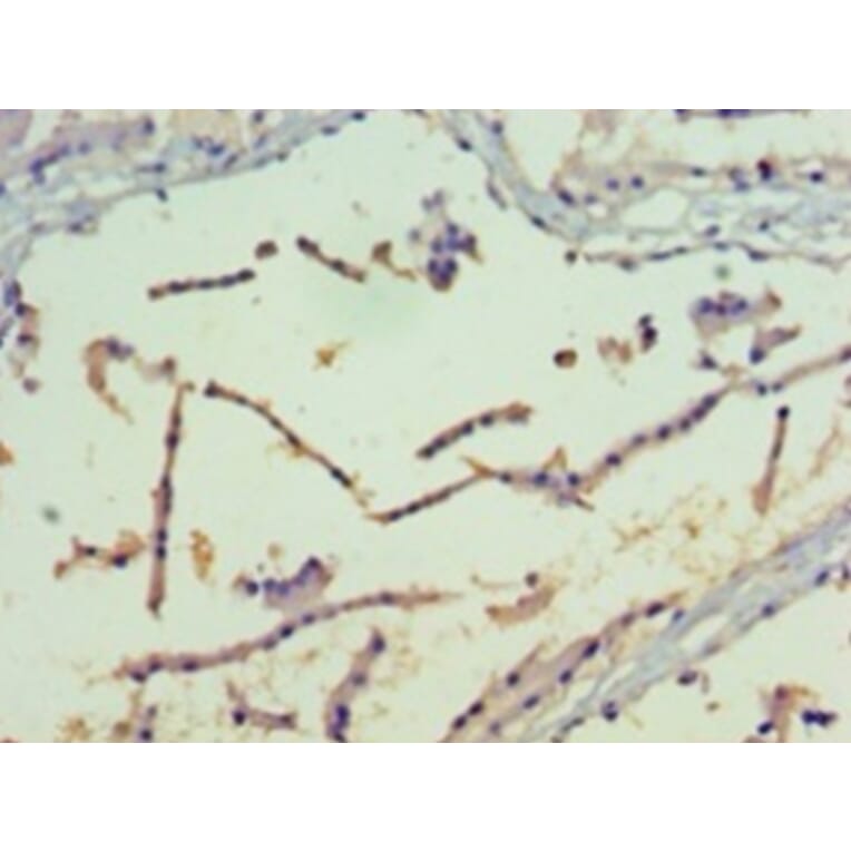 Immunohistochemistry - Serine/threonine-protein kinase PAK 4 Polyclonal Antibody from Signalway Antibody (42433)