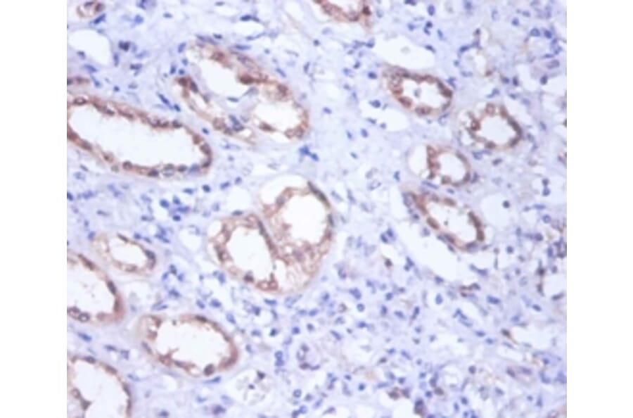 Immunohistochemistry - Glucose-6-phosphate isomerase Polyclonal Antibody from Signalway Antibody - Antibodies.com
