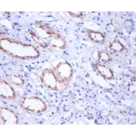 Immunohistochemistry - Glucose-6-phosphate isomerase Polyclonal Antibody from Signalway Antibody - Antibodies.com