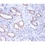 Immunohistochemistry - Glucose-6-phosphate isomerase Polyclonal Antibody from Signalway Antibody - Antibodies.com