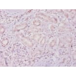 Immunohistochemistry - Metalloproteinase inhibitor 4 Polyclonal Antibody from Signalway Antibody - Antibodies.com