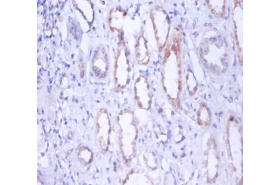 Immunohistochemistry - Myosin-9 Polyclonal Antibody from Signalway Antibody (42254) - Antibodies.com
