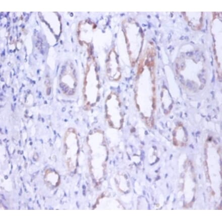 Immunohistochemistry - Myosin-9 Polyclonal Antibody from Signalway Antibody (42254) - Antibodies.com