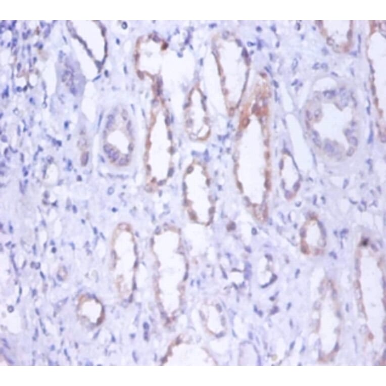 Immunohistochemistry - Myosin-9 Polyclonal Antibody from Signalway Antibody (42254) - Antibodies.com