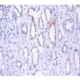 Immunohistochemistry - Myosin-9 Polyclonal Antibody from Signalway Antibody (42254) - Antibodies.com