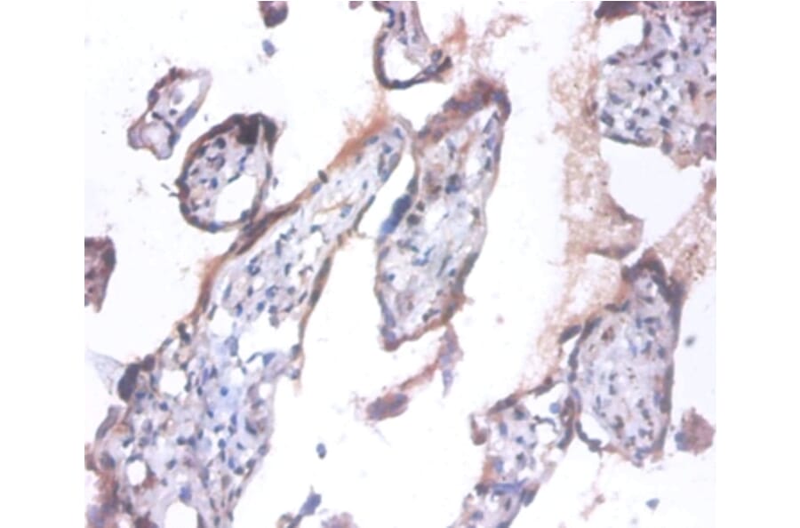 Immunohistochemistry - Anaphase-promoting complex subunit 5 Polyclonal Antibody from Signalway Antibody (42423)